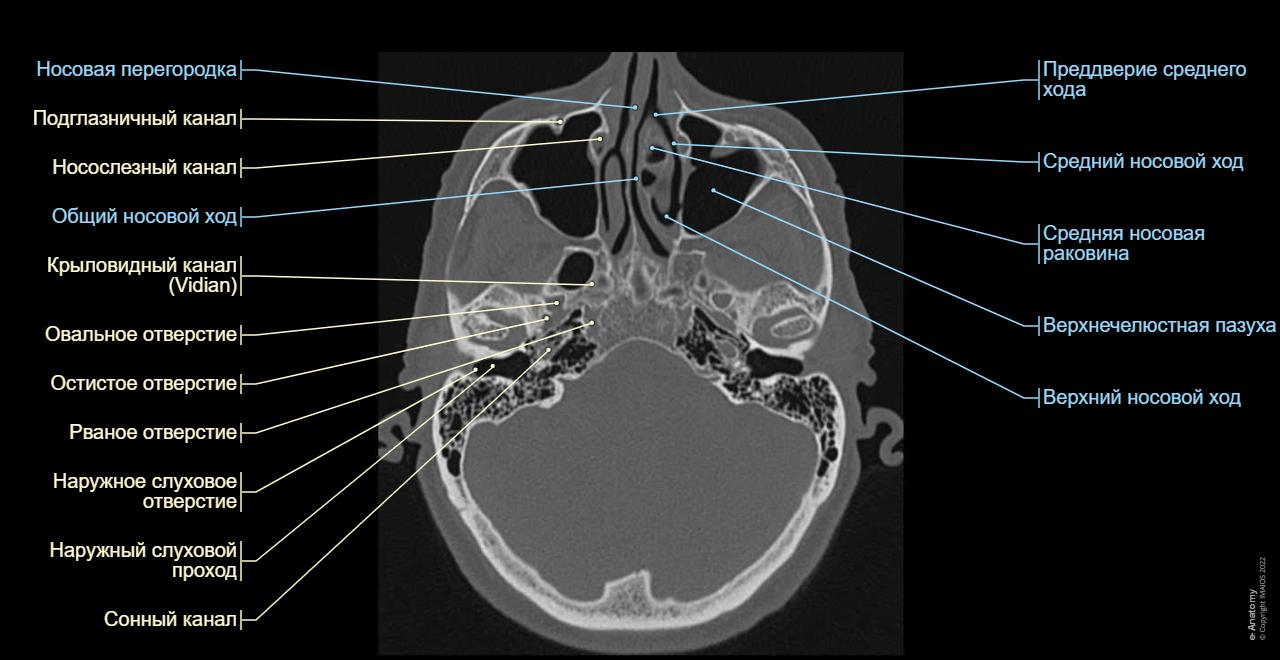 KT E Anatomy kt-e-anatomy