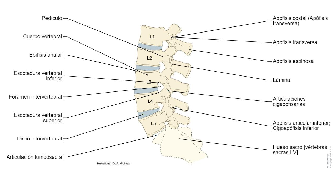 E Anatomy Imaios