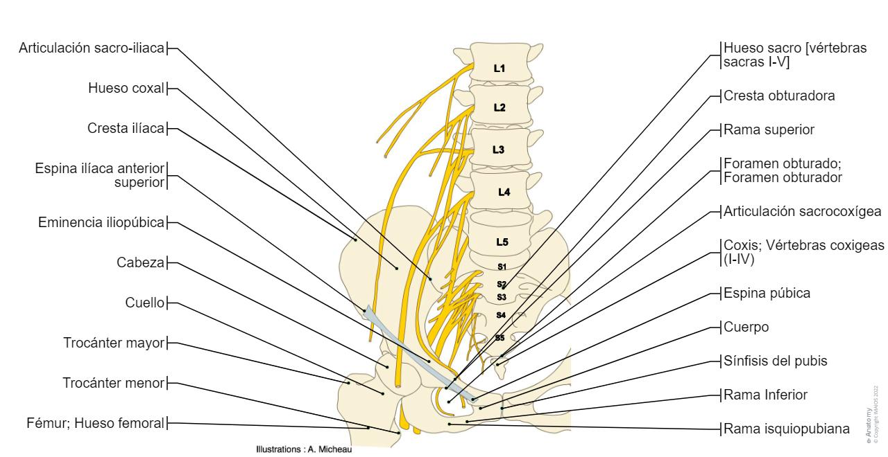 Tibia Salida Anatomía del miembro inferior | e-Anatomy