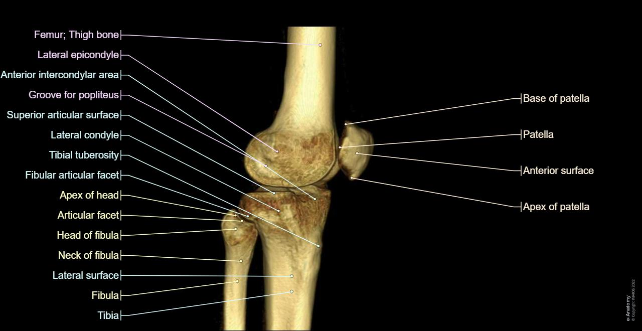 Tibia Atlas Anatomia del ginocchio (artrografia TC) | e-Anatomy