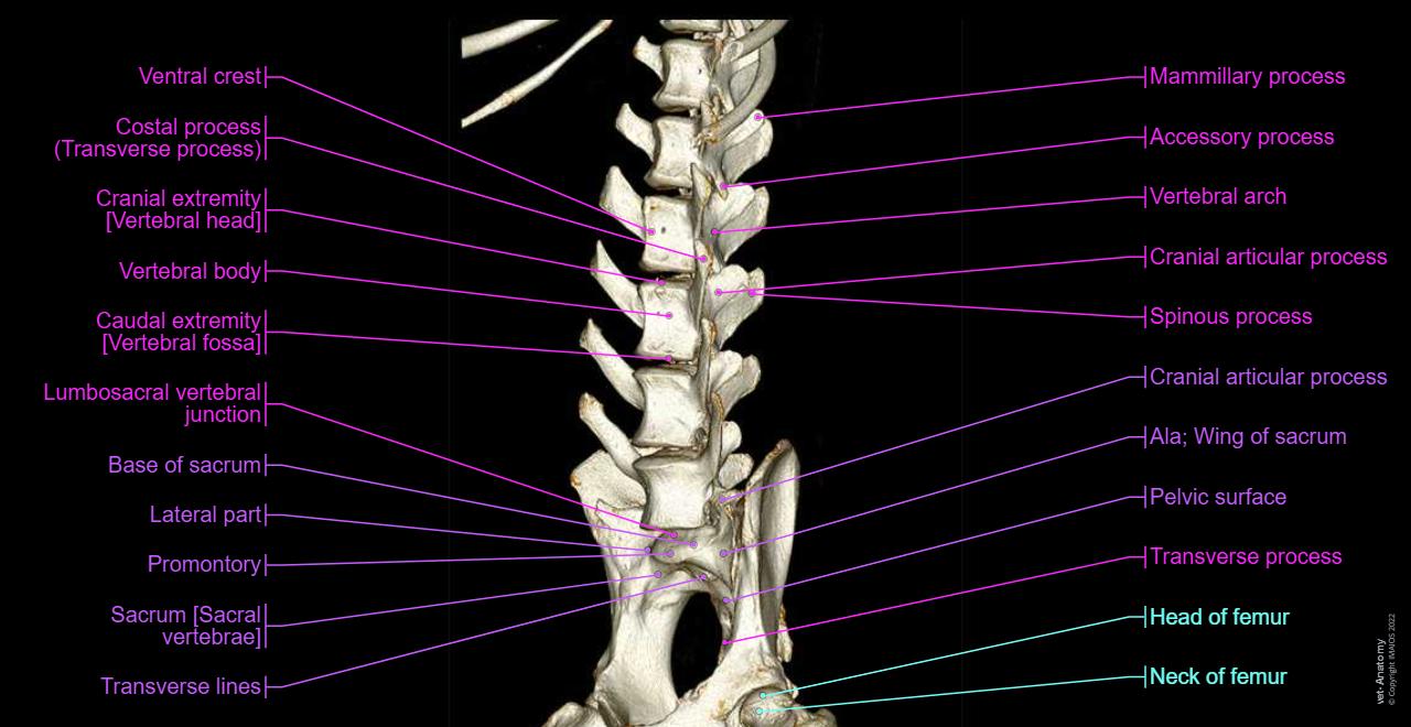 Spinal Compression Dog 개의 허리뼈 - 정상 해부학 | vet-Anatomy