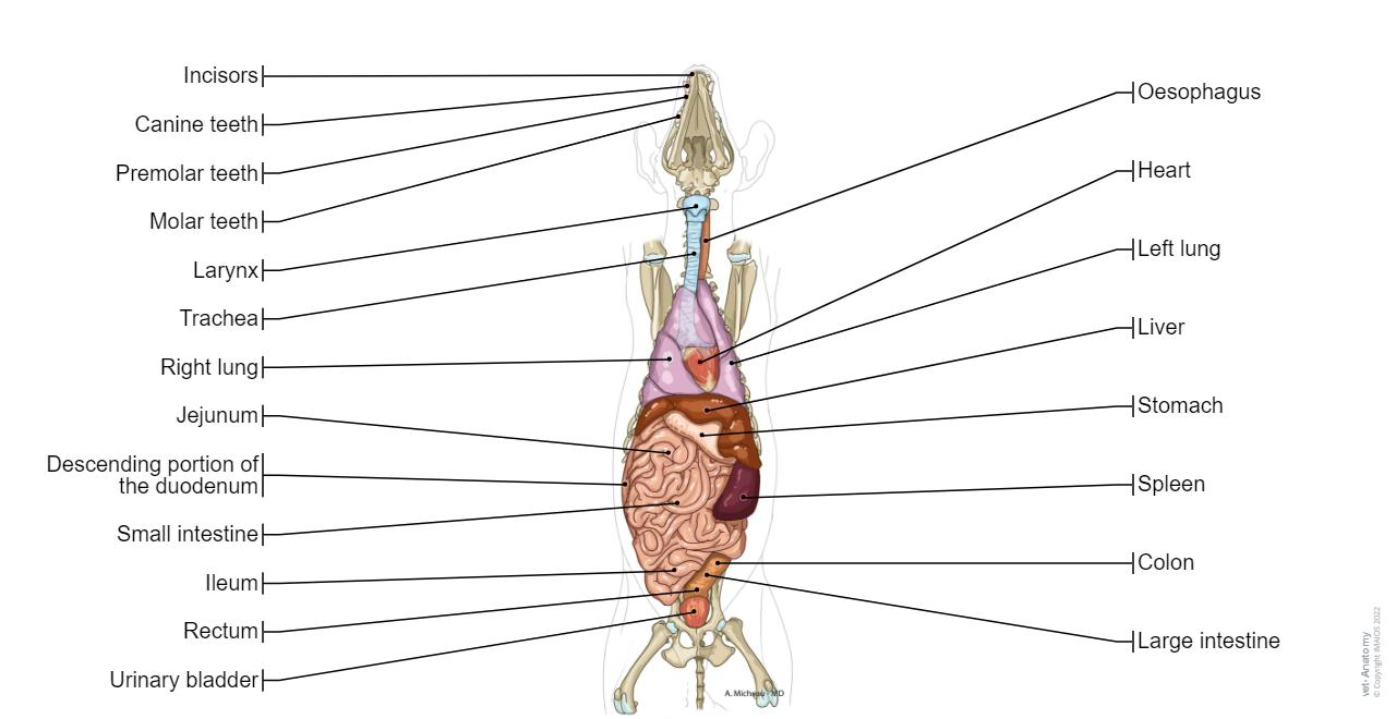 Anatomy Posters For Walls Large Canine Anatomy Chart Set (3