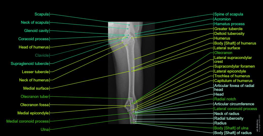 Kitten Arm Radiograph 고양이 방사선사진: 정상 해부학 | vet-Anatomy
