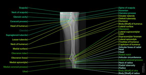 Normal Ribs In Cat Radiographs of the cat: normal anatomy | vet-Anatomy