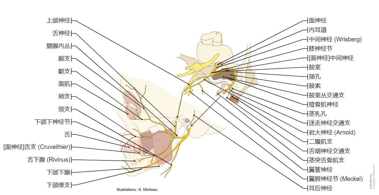 脑神经 图示 : 正常解剖 | e-Anatomy