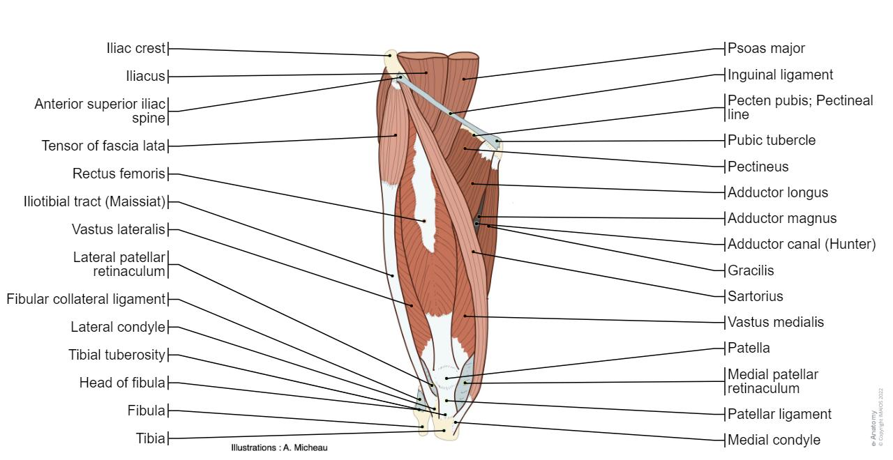 다리 해부학 | e-Anatomy