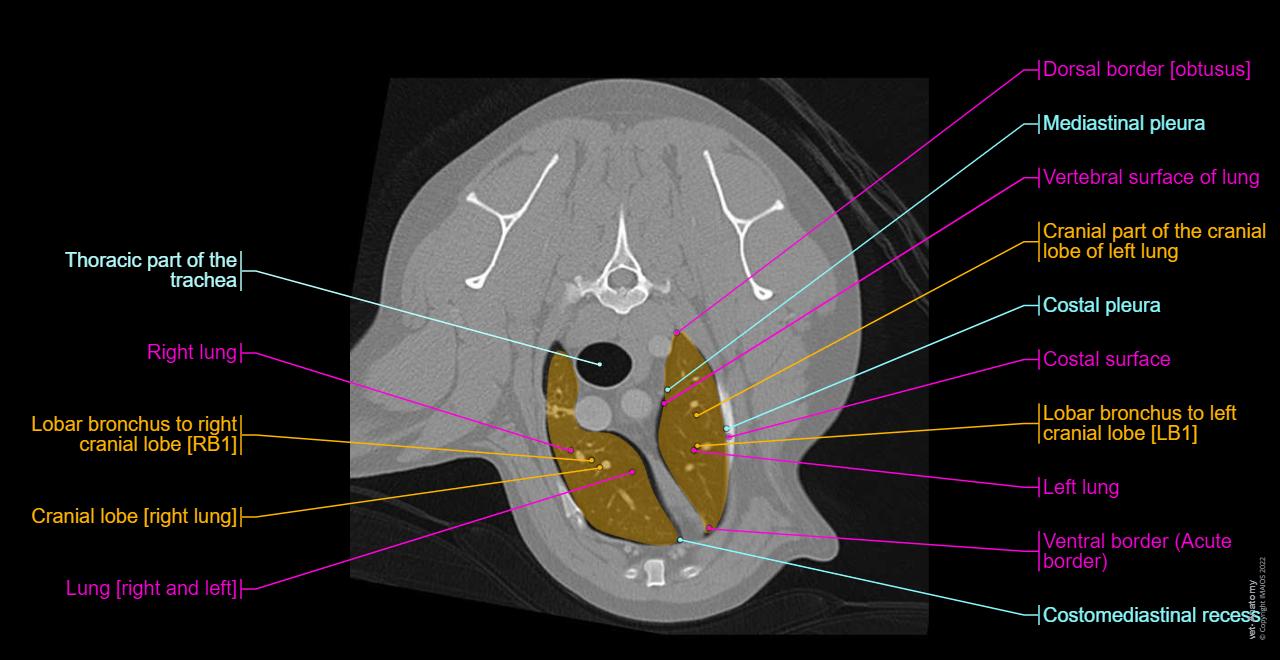 Normal Thorax Rads In Dogs Thorax of the dog: normal anatomy | vet-Anatomy