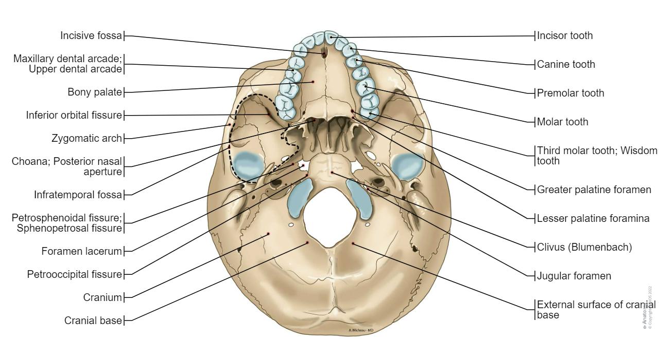 Base Anatomy Example Overview Of Skull Base Anatomy