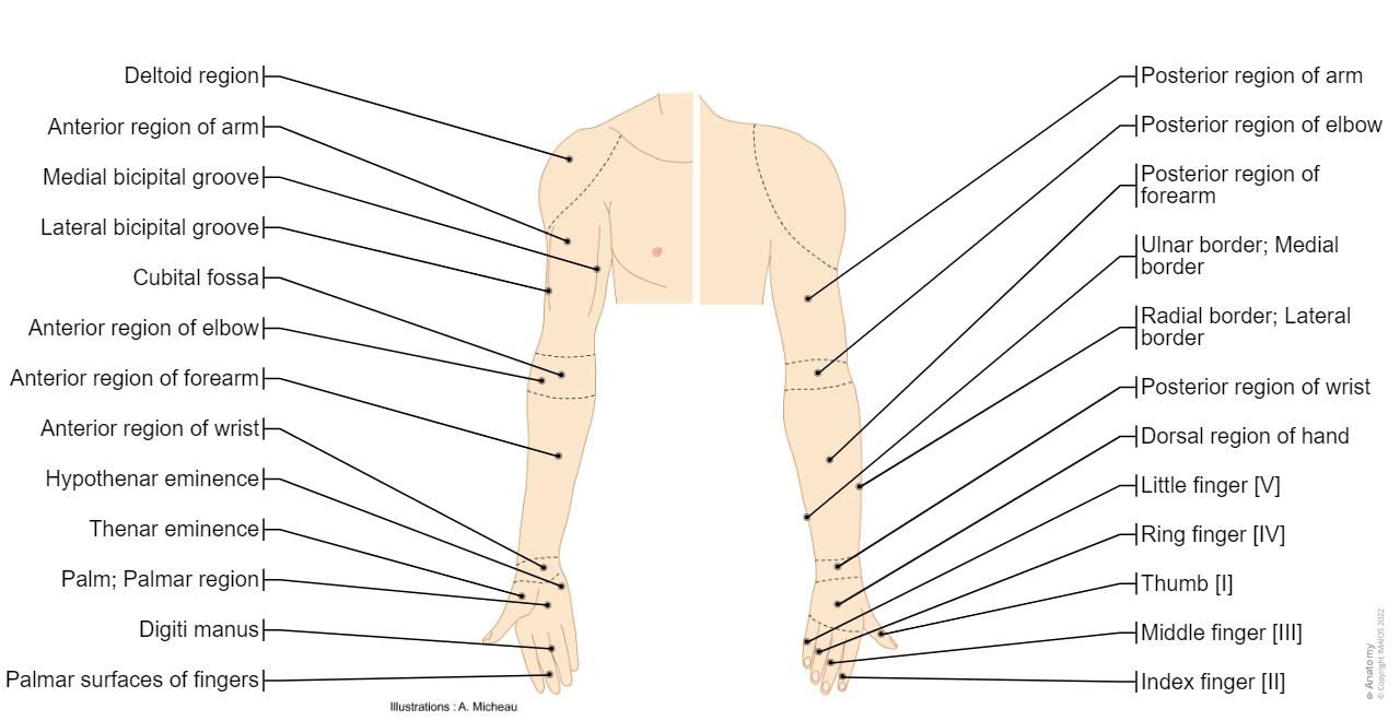 Upper Arm Anatomy Diagram Arm Anatomy (Gray's Illustration)