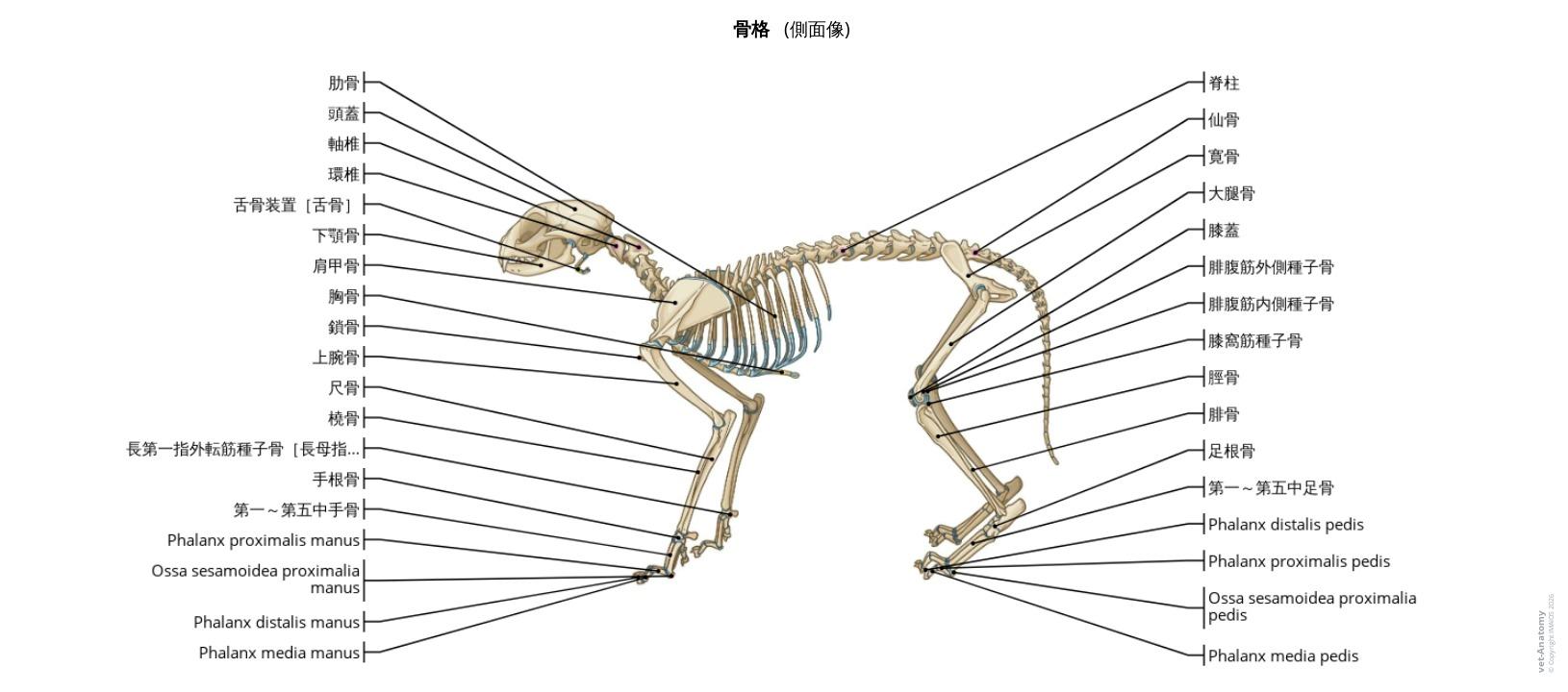猫の骨学解剖図:定義およびラベル付きイラスト163点 – vet-Anatomy 猫の骨学解剖図:定義およびラベル付きイラスト163点 – vet-Anatomy