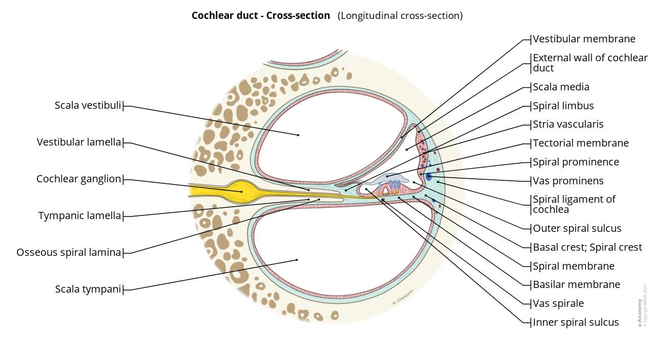 Cochlear Model Labeled