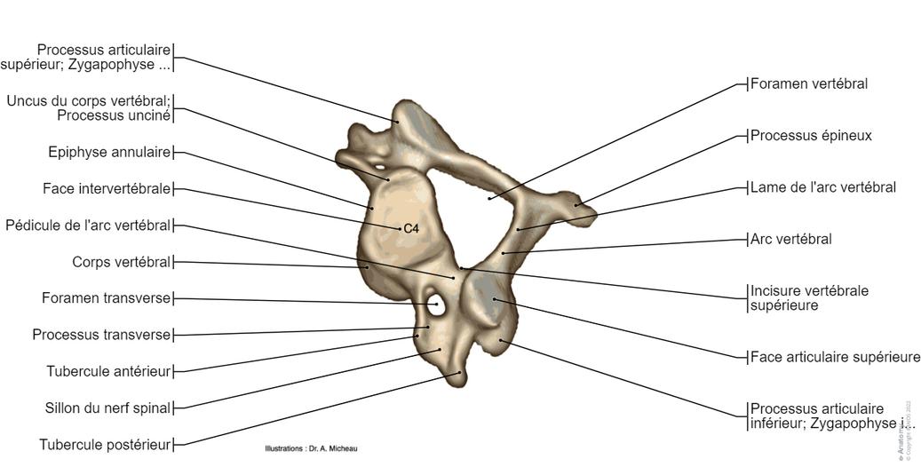 Schema Rachis Rachis Schémas : anatomie normale | e-Anatomy