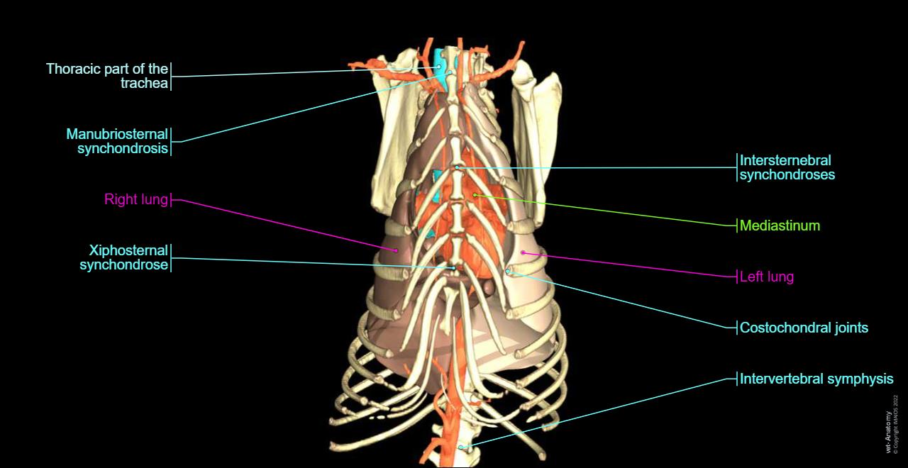 Dog In Rib Cage Dog Rib Cage Anatomy Ray Film Dog Lateral View Closed Thorax Standard