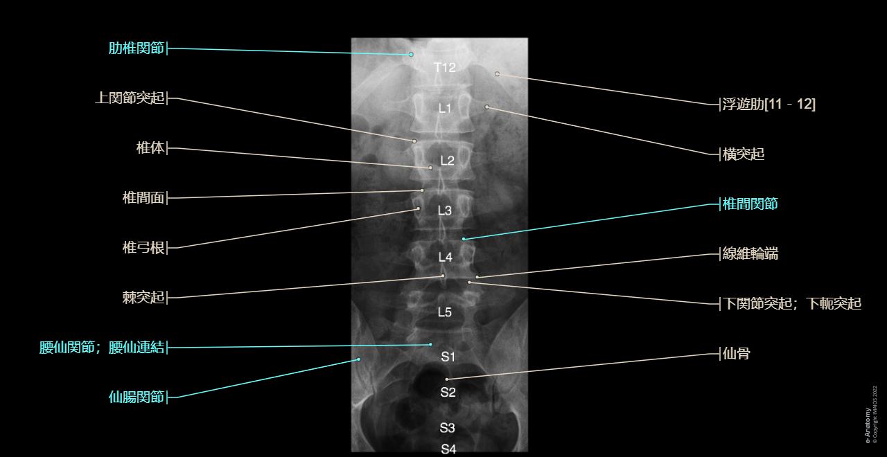 脊柱 標準レントゲン : 正常解剖学 | e-Anatomy