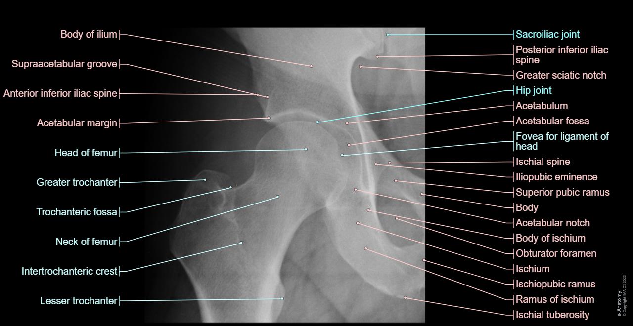 Labeling Radiographs Radiographic Anatomy Definition Radiological Anatomy: What Is It?