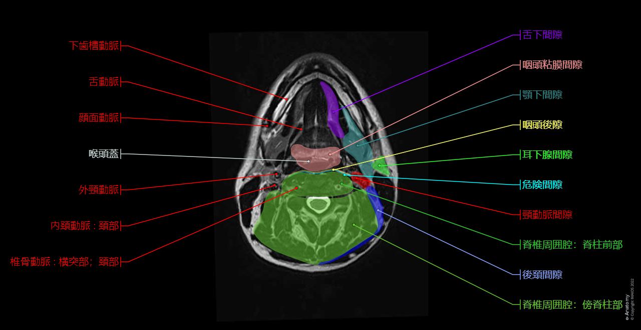 顔面と頚部 MRI : 正常解剖学 | e-Anatomy