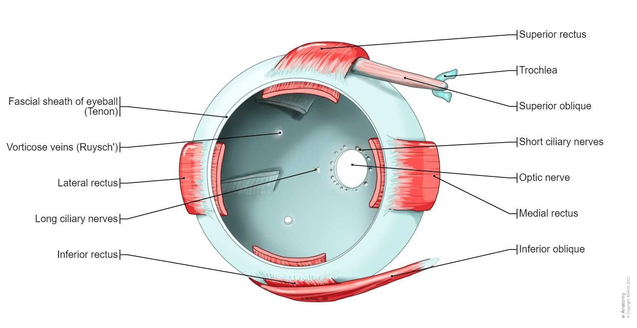 Eye Model Labeled Bing Images Eye Anatomy Muscle