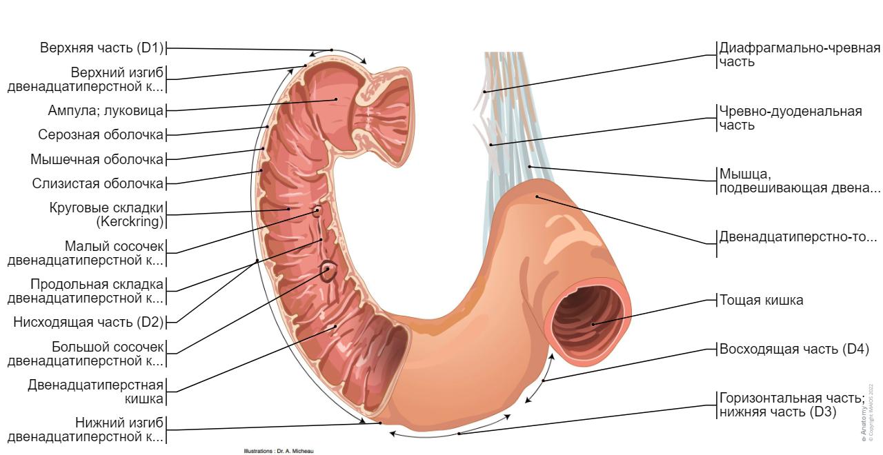 Двенадцатиперстная кишка и тонкая кишка: найдено 88 изображений
