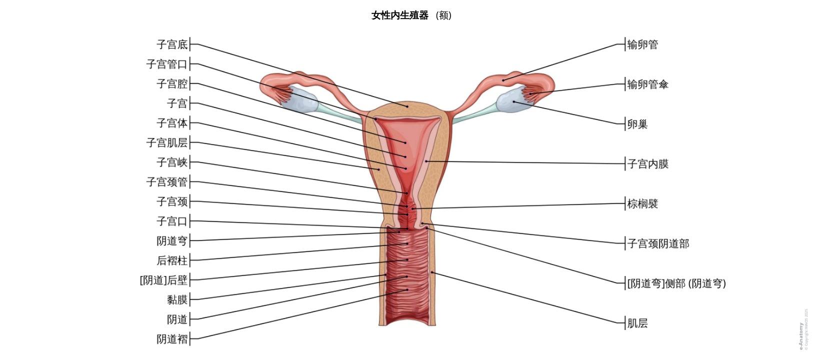 女性生殖系统和骨盆的解剖学:带注释的插图和定义 | e-Anatomy