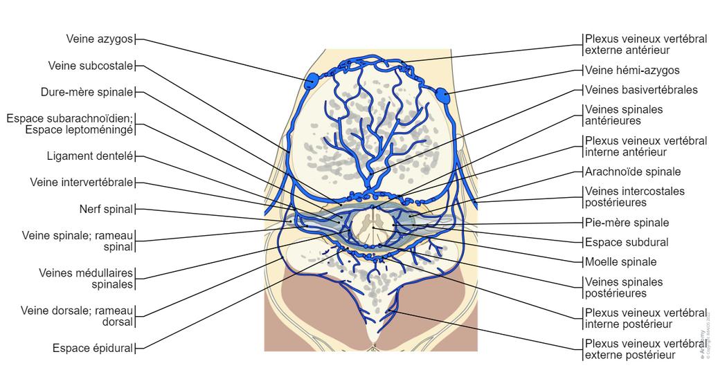 Spinale Moelle spinale Schémas : anatomie normale | e-Anatomy