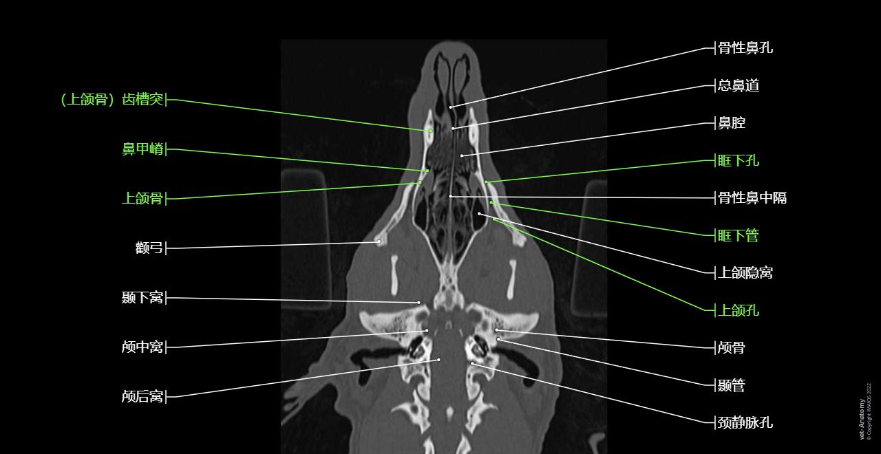 狗的头部(CT): 正常解剖 | vet-Anatomy