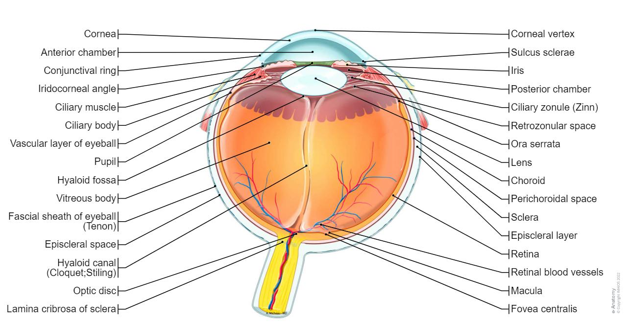 Eye Skeleton Function Orbits and eyes Illustrations: normal anatomy| e-Anatomy