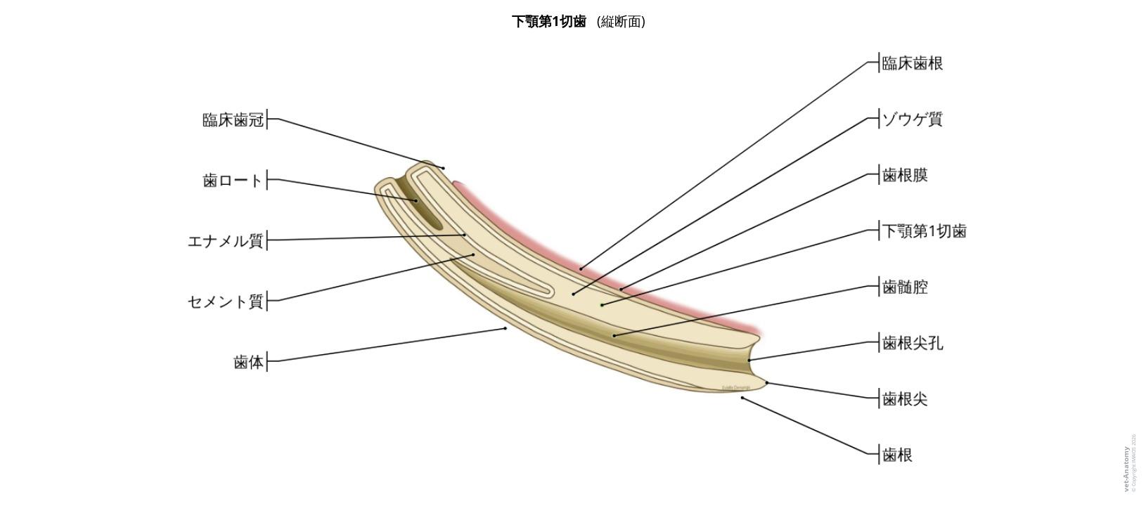 馬の歯科解剖学: 定義とラベル付きイラスト52枚 - vet-Anatomy 馬の歯科解剖学: 定義とラベル付きイラスト52枚 - vet-Anatomy