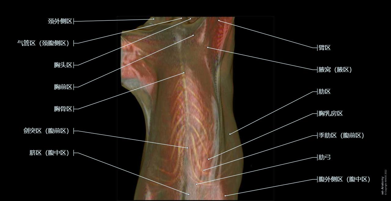 狗胸部: 正常解剖 | vet-Anatomy