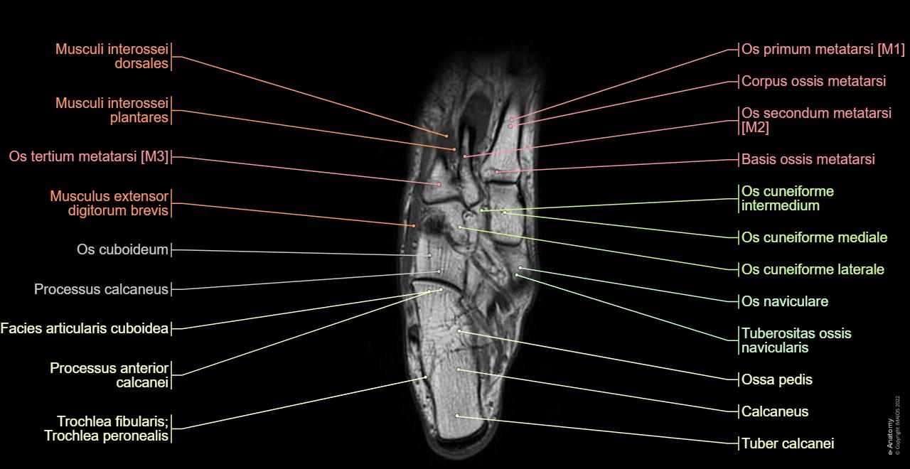 Anatomie Des Fußgelenks Anatomie Des Fußes