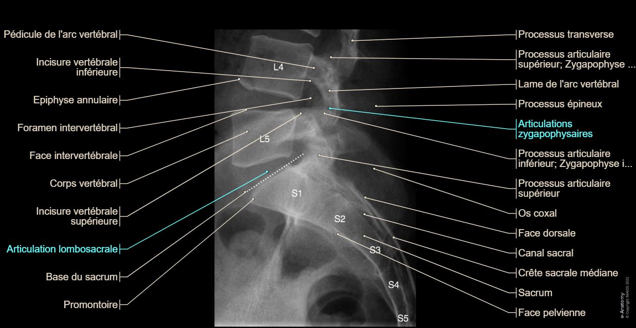 Rachis Radios Standards Anatomie Normale E Anatomy rachis-radios-standards-anatomie-normale-e-anatomy