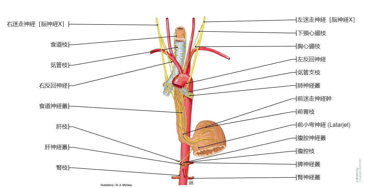 縦隔 : 正常解剖学 | e-Anatomy
