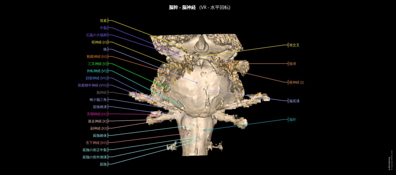 脳神経、脳幹のMRI解剖:注釈付きMRI | e-Anatomy 脳神経、脳幹のMRI解剖:注釈付きMRI | e-Anatomy
