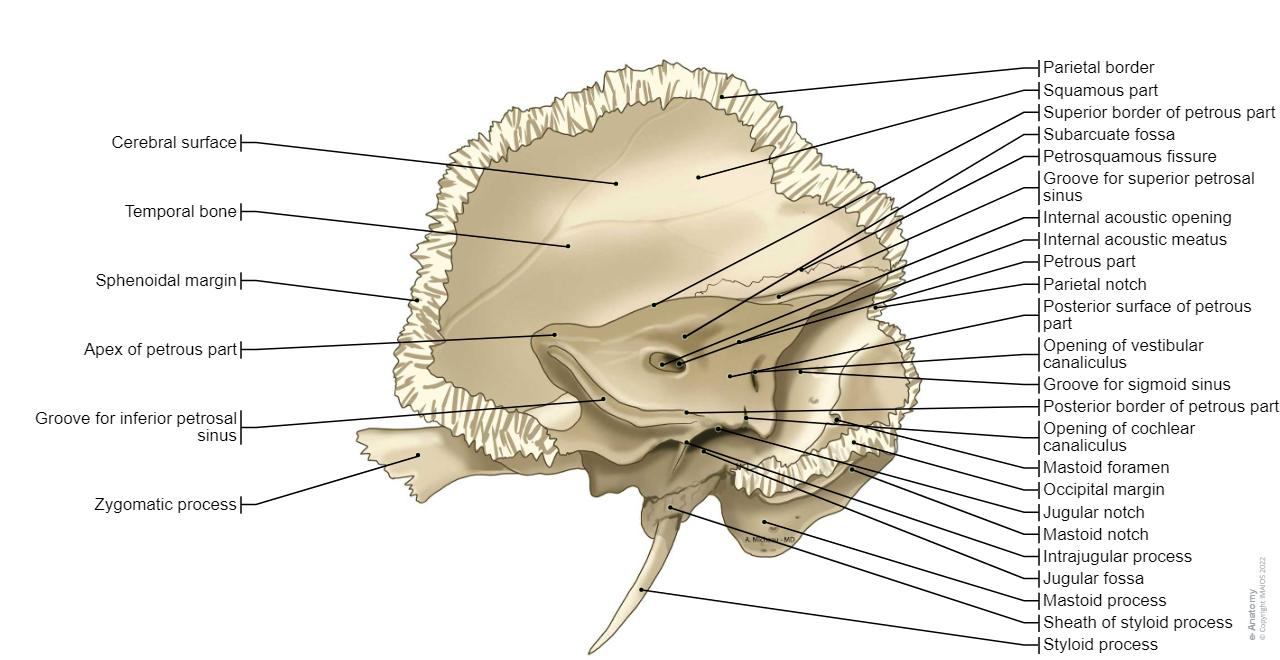 Skull Illustrations: normal anatomy | e-Anatomy