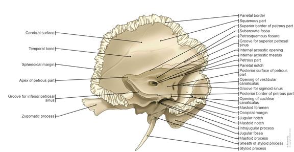 Temporal Skull Illustrations: normal anatomy | e-Anatomy