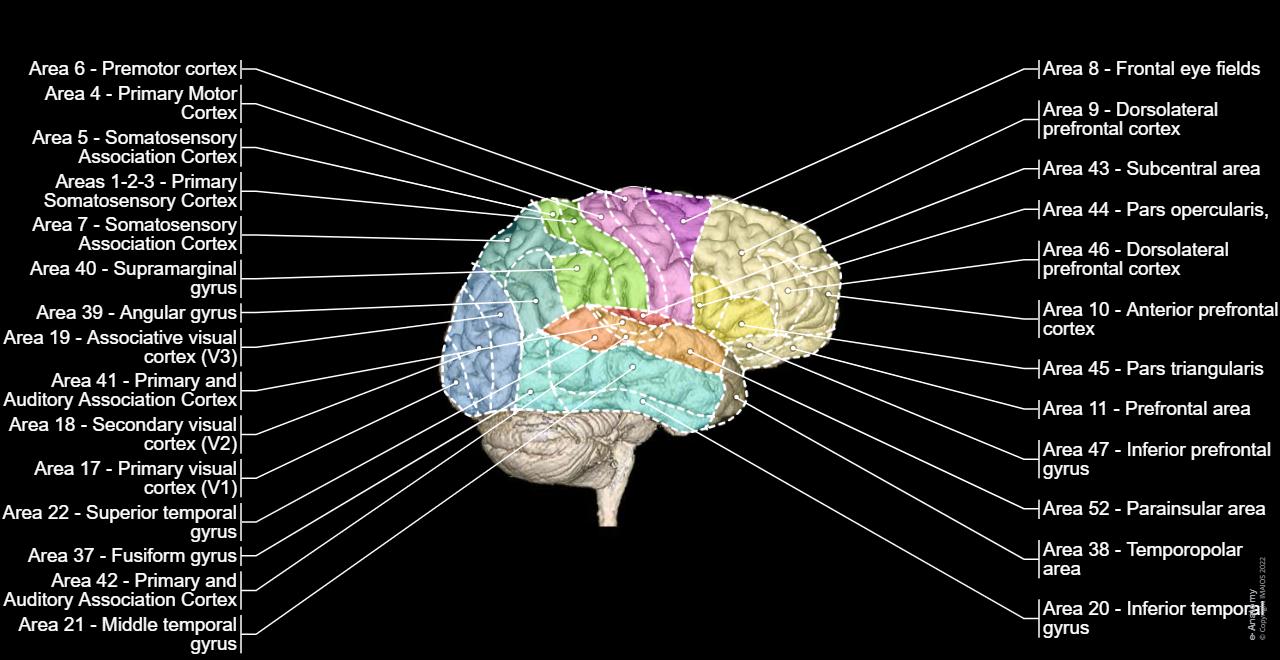 Brain MRI 3D: normal anatomy | e-Anatomy