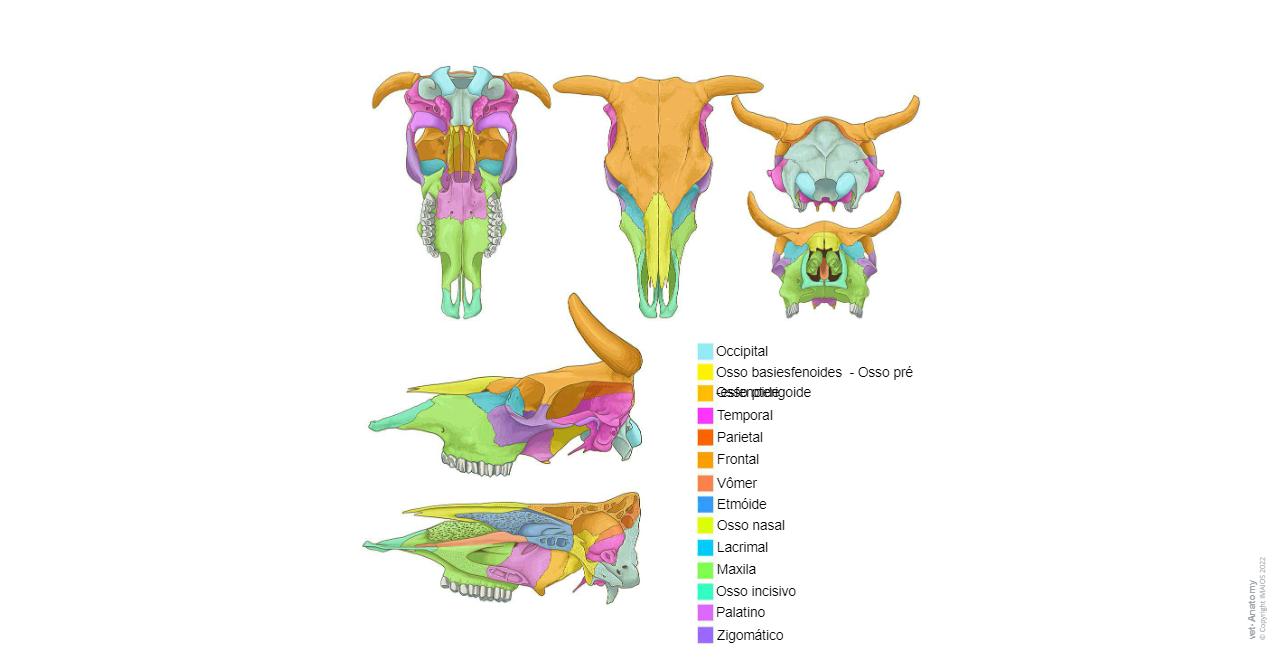 Osteologia bovina : anatomia normal | vet-Anatomy