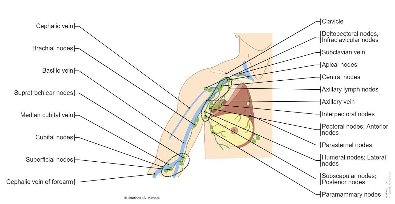 Illustrazioni Anatomiche Dell arto Superiore E Anatomy illustrazioni-anatomiche-dell-arto-superiore-e-anatomy