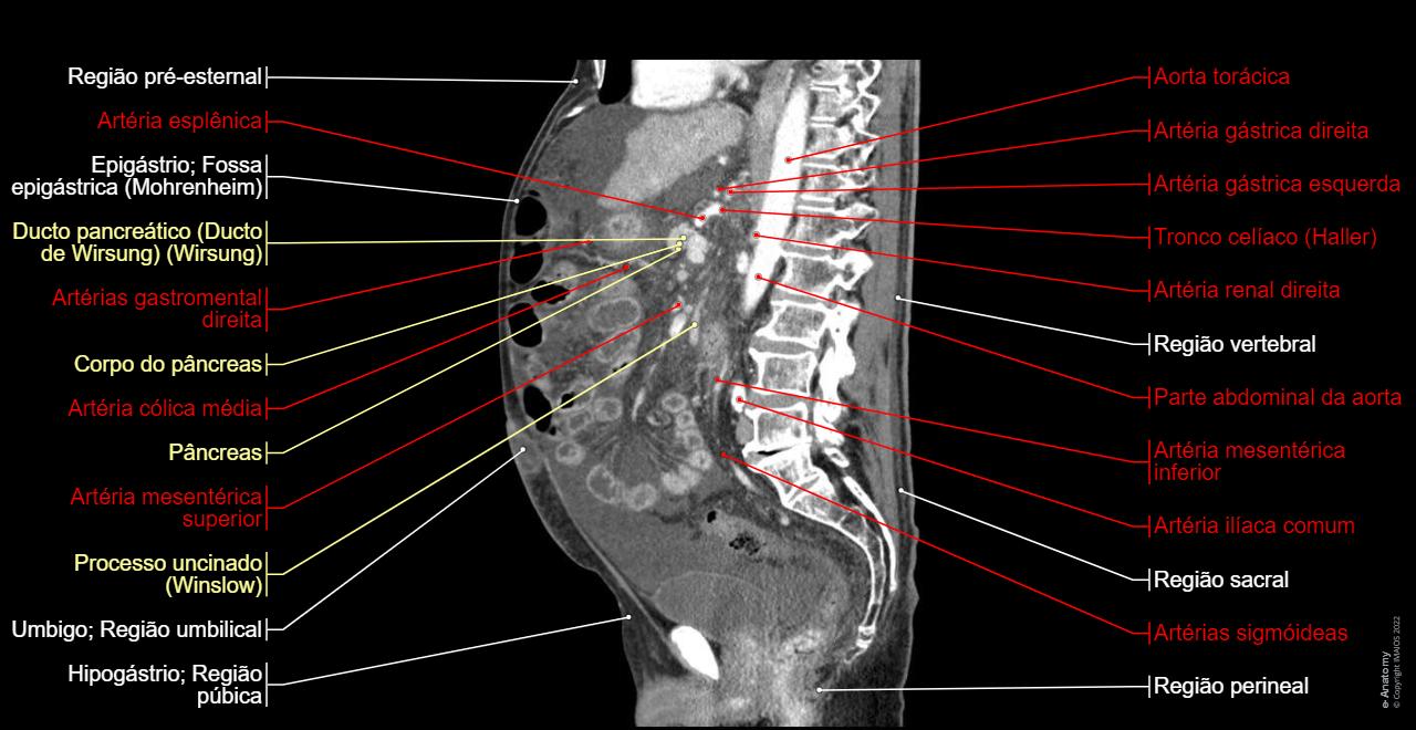 D Rotulada Cavidade Abdominopelvica Rotulada Cavidade Abdominopelvica CAVIDADE