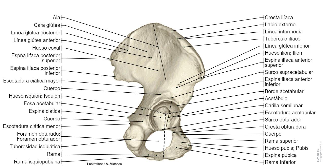 Vista Rama Anatomía del miembro inferior | e-Anatomy
