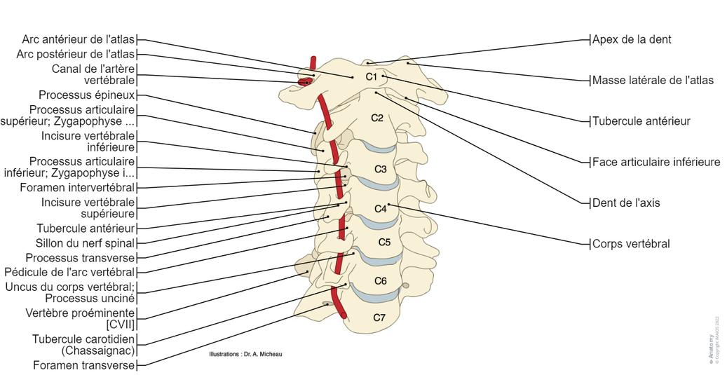Les Racines Rachidiennes Rachis Schémas : anatomie normale | e-Anatomy