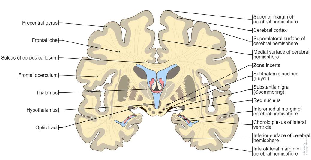 뇌의 해부학 다이어그램 | e-Anatomy