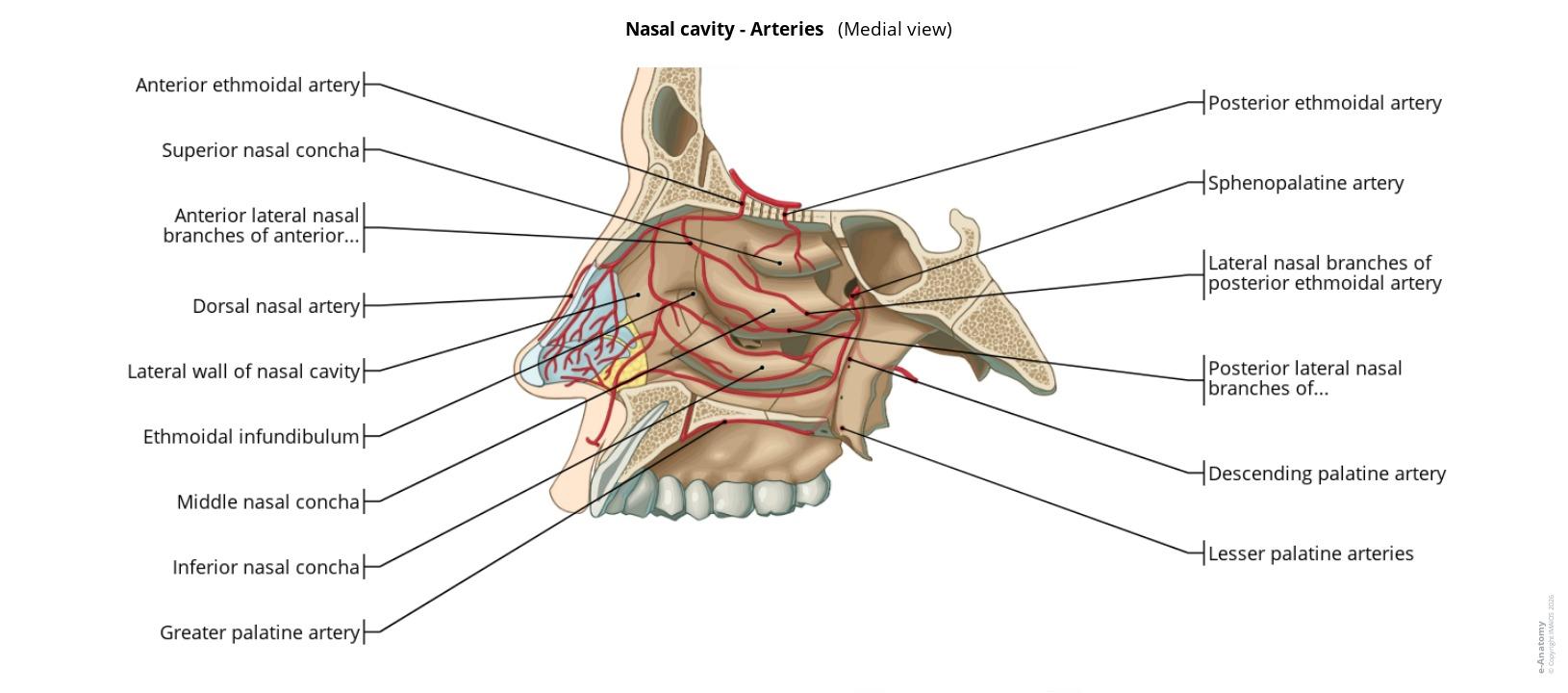 Nasal Rhinotomy Anatomy of the nasal cavity and the paranasal sinuses: annotated ...