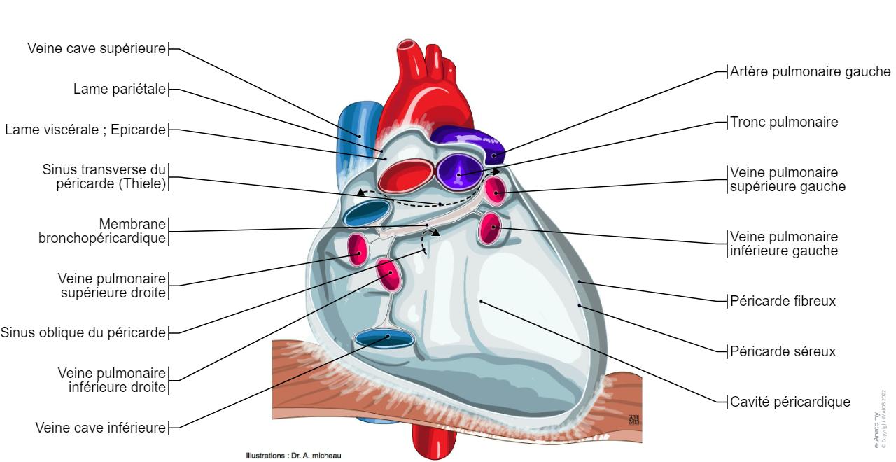 Pericarde Cœur : anatomie normale | e-Anatomy
