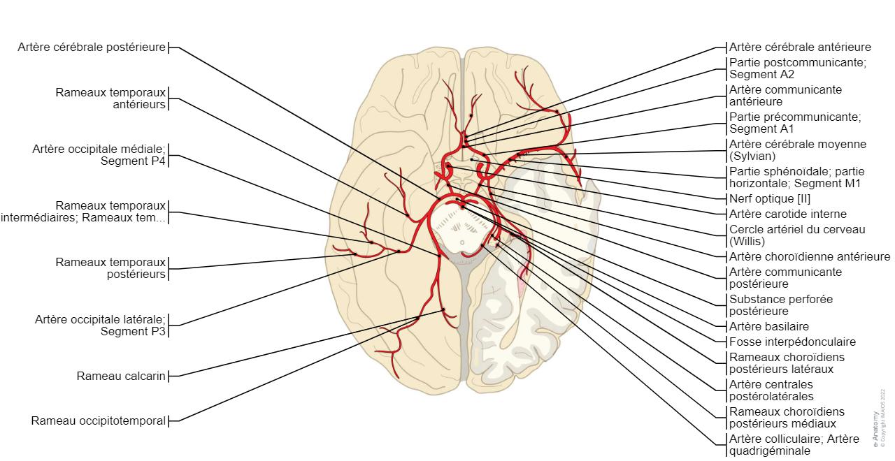 Cercle Art riel Du Cerveau Anatomie CTMLAE cercle-art-riel-du-cerveau-anatomie-ctmlae