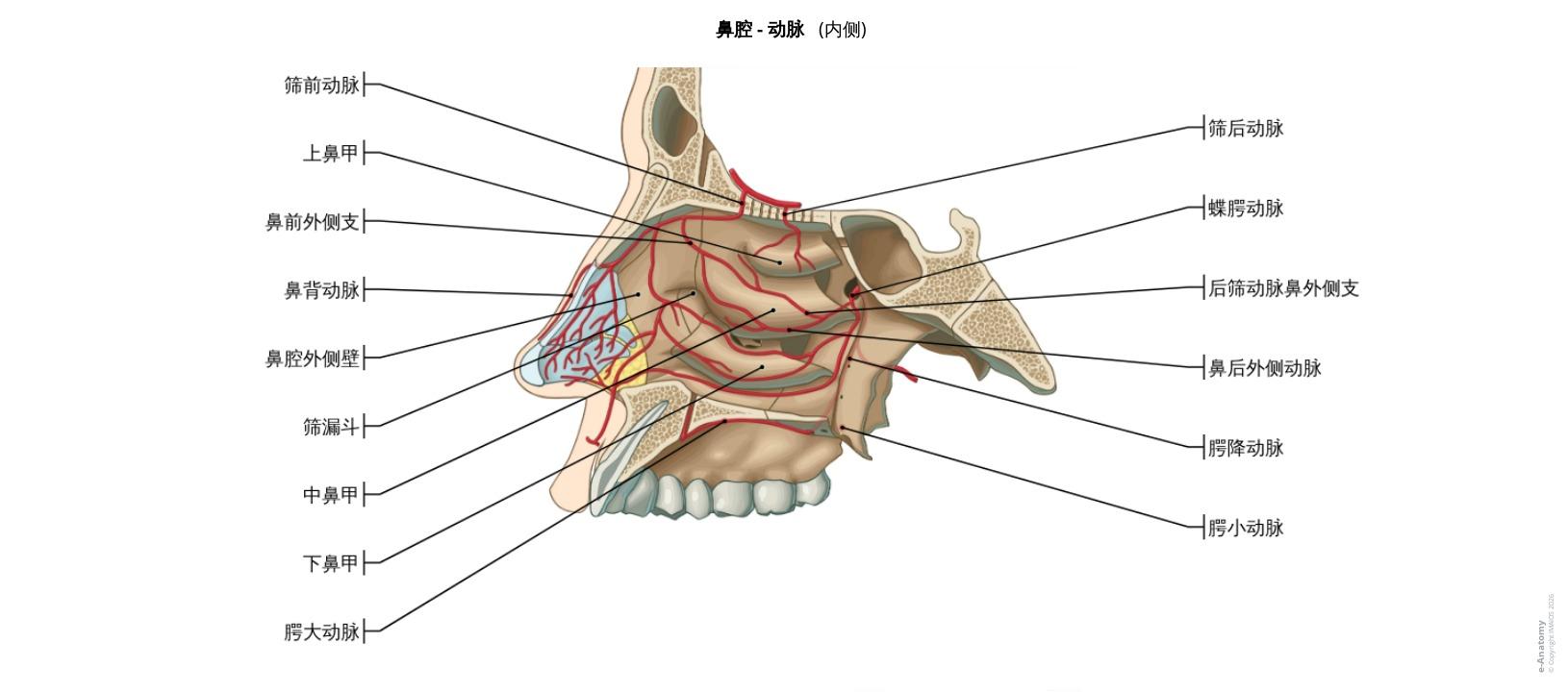 鼻和鼻旁窦附标记解剖插图| e-Anatomy
