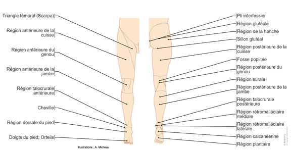 Anatomie du membre inférieur | e-Anatomy