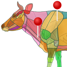 Anatomie Rind vet-Anatomy – Anatomieatlas der Haustiere auf der Grundlage ...