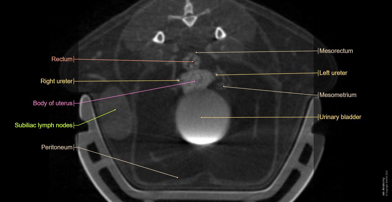 Anatomy of the laboratory mouse: normal anatomy | vet-Anatomy