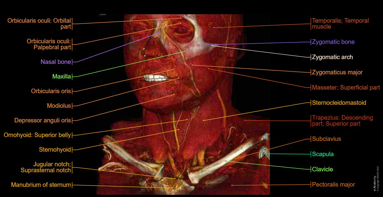Neck Study Ct Anatomy Of The Neck
