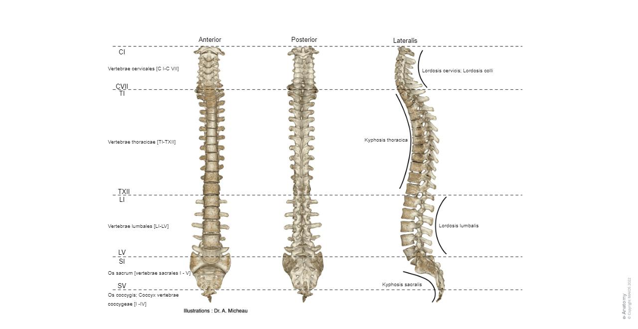 Wirbelsäule Diagramme : normale anatomie | e-Anatomy